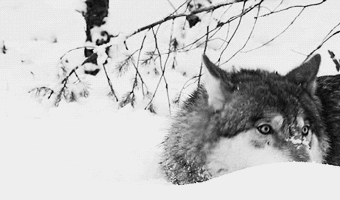 animals in the snow gif
